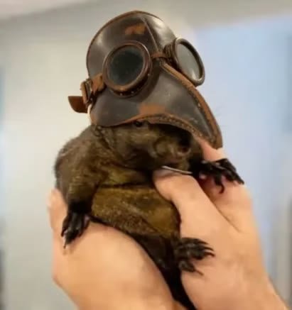 The real groundhog wearing a leather beak mask and goggles, held in two hands